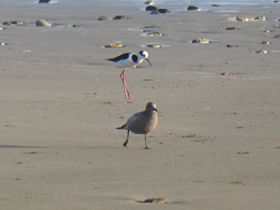 砂浜で餌を探す鳥達